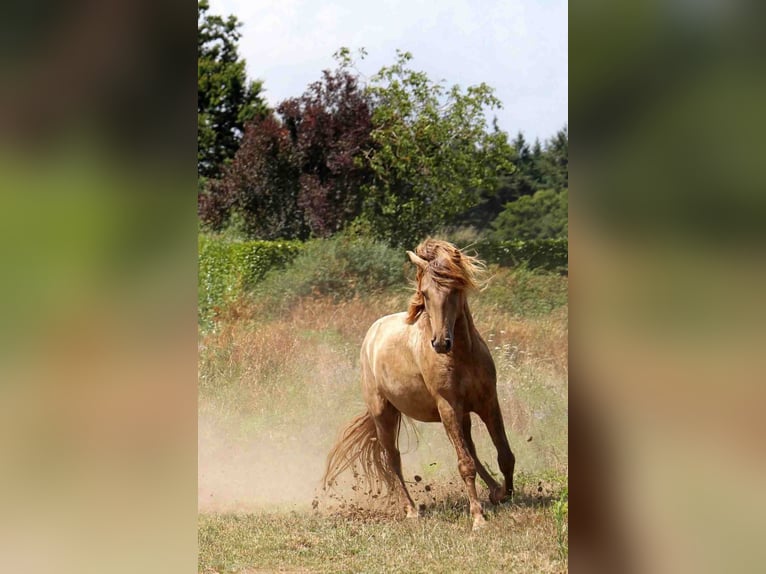 Lusitanos Hengst 5 Jahre 163 cm Pearl in goven