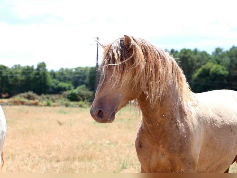 Lusitanos Hengst 5 Jahre 163 cm Pearl in goven