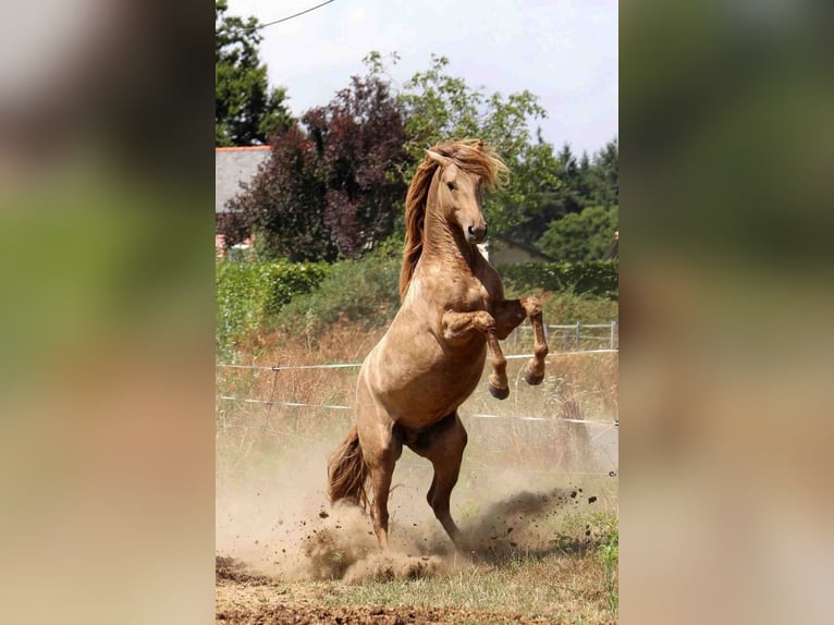 Lusitanos Hengst 5 Jahre 163 cm Pearl in goven