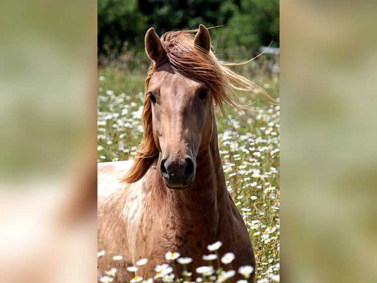 Lusitanos Hengst 5 Jahre 163 cm Pearl in goven
