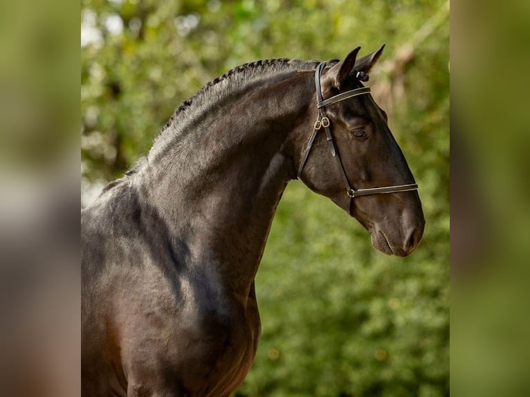 Lusitanos Hengst 5 Jahre 163 cm Rappe in Martfeld