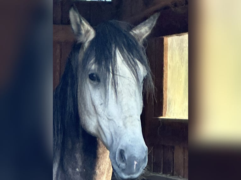 Lusitanos Hengst 5 Jahre 163 cm Schimmel in Bispingen