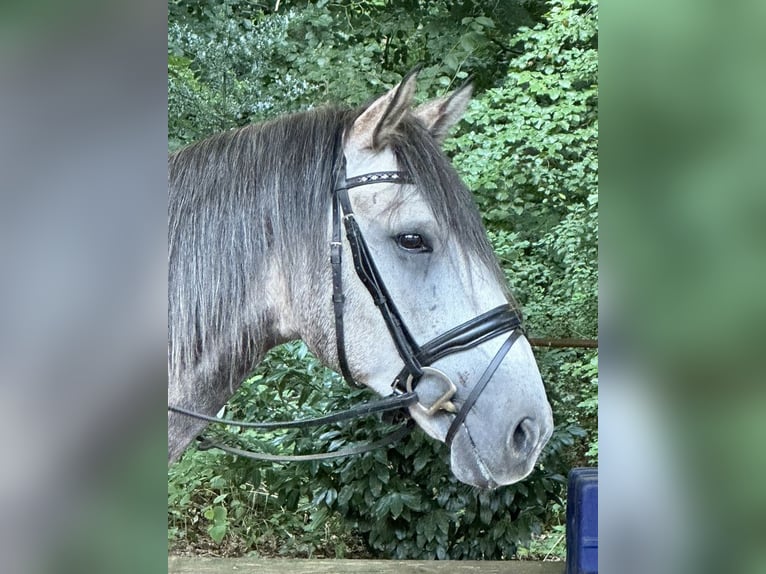 Lusitanos Hengst 5 Jahre 163 cm Schimmel in Bispingen