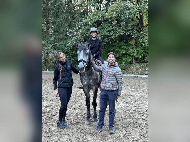Lusitanos Hengst 5 Jahre 163 cm Schimmel in Bispingen