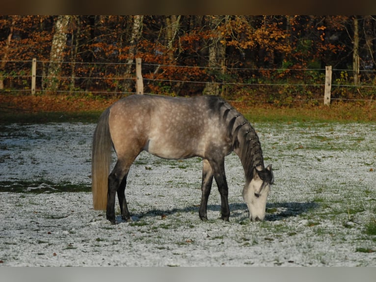Lusitanos Hengst 5 Jahre 163 cm Schimmel in Bispingen