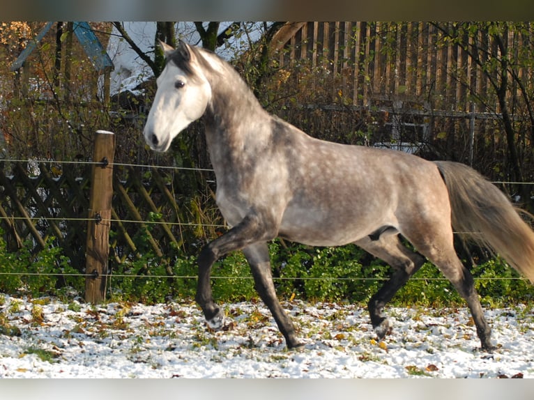 Lusitanos Hengst 5 Jahre 163 cm Schimmel in Bispingen