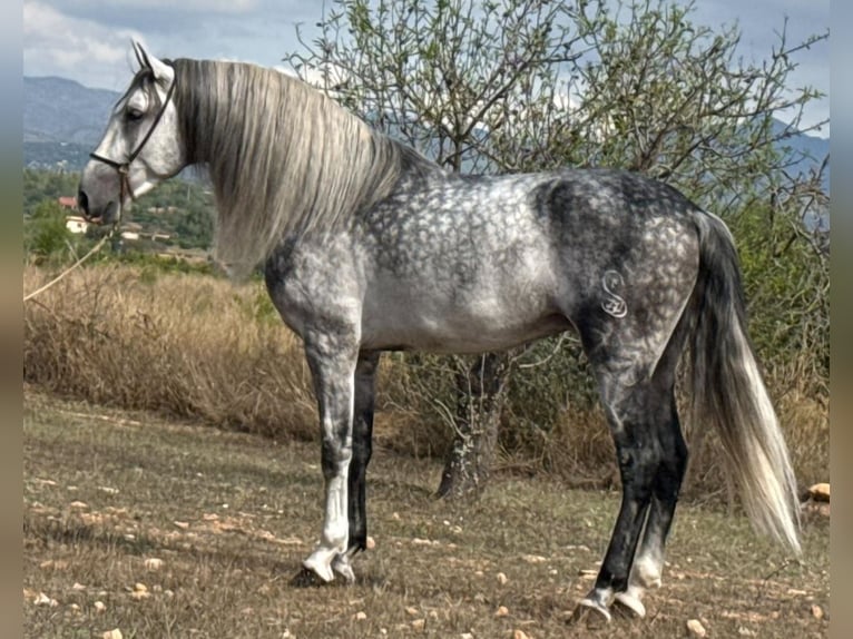Lusitanos Hengst 5 Jahre 164 cm Apfelschimmel in Betera