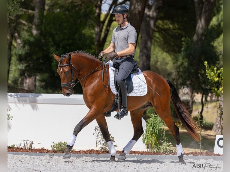 Lusitanos Hengst 5 Jahre 164 cm Brauner in Vale do Pau Queimado