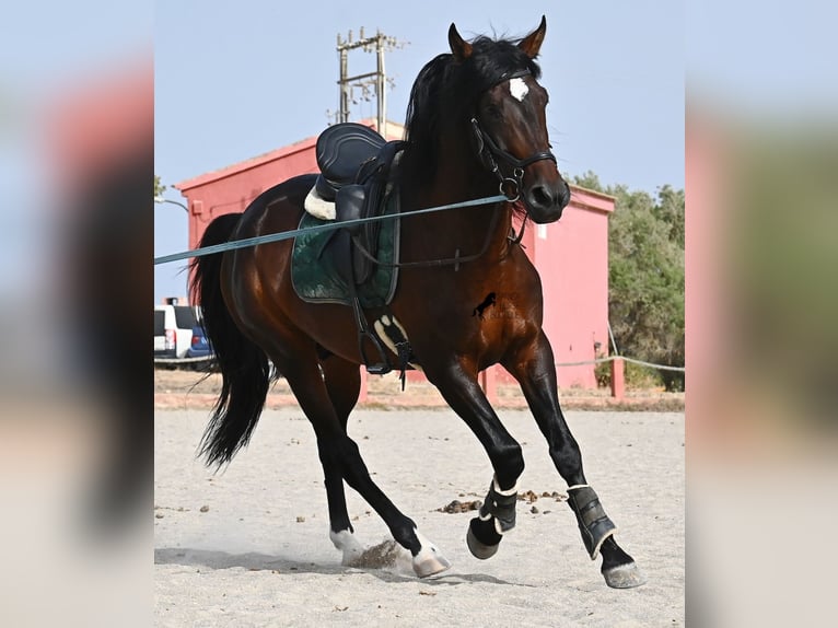 Lusitanos Hengst 5 Jahre 165 cm Brauner in Mallorca