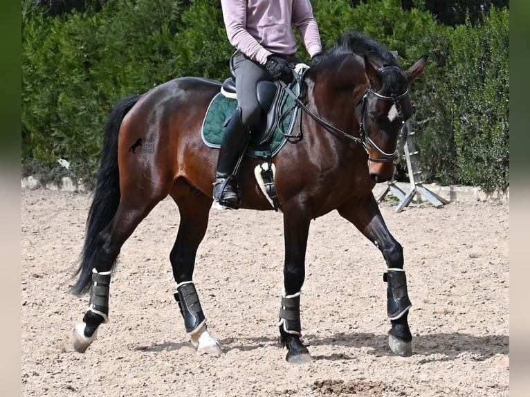 Lusitanos Hengst 5 Jahre 165 cm Brauner in Mallorca
