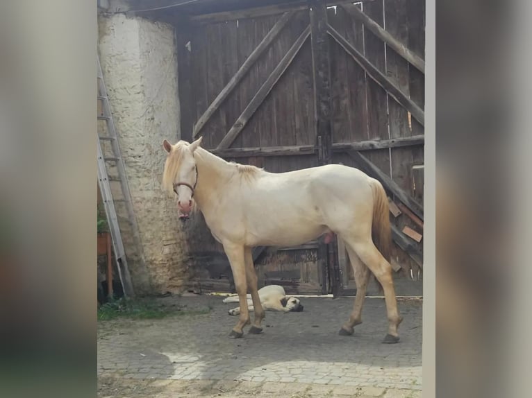 Lusitanos Hengst 5 Jahre 165 cm Perlino in OrbisBischheim
