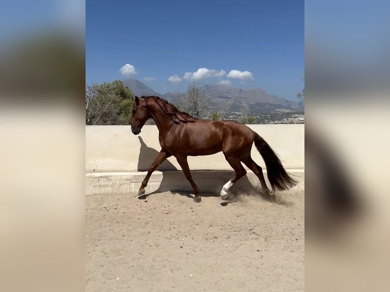 Lusitanos Hengst 5 Jahre 165 cm Rotfuchs in Estrada, La (Urbanizacion)