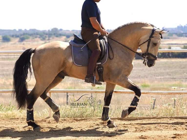Lusitanos Mix Hengst 5 Jahre 168 cm Falbe in Navas Del Madroño