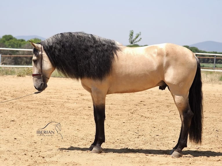 Lusitanos Mix Hengst 5 Jahre 168 cm Falbe in Navas Del Madroño