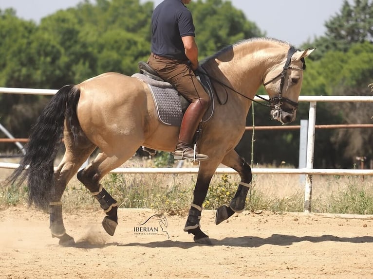 Lusitanos Mix Hengst 5 Jahre 168 cm Falbe in Navas Del Madroño