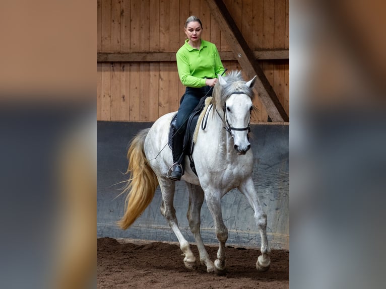 Lusitanos Hengst 5 Jahre 168 cm Schimmel in Augsburg