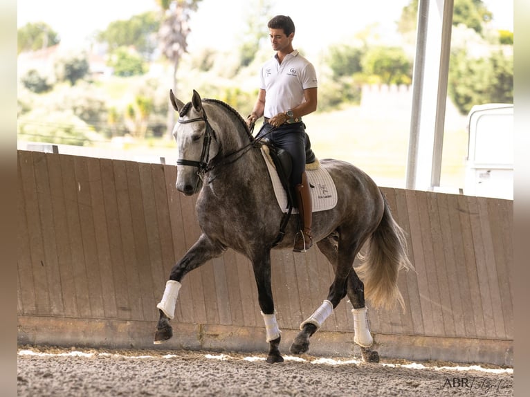 Lusitanos Hengst 5 Jahre 172 cm Schimmel in Lisbon