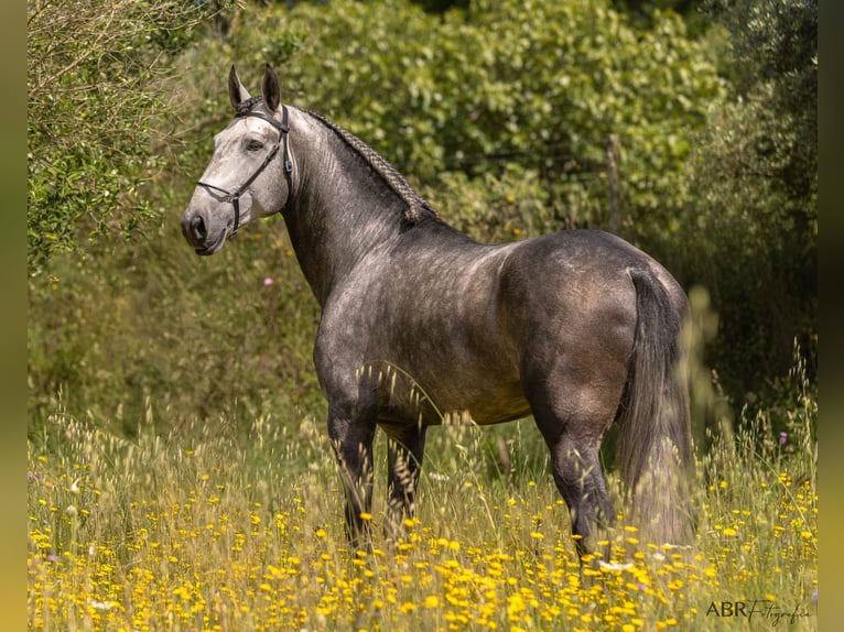 Lusitanos Hengst 5 Jahre 172 cm Schimmel in Lisbon