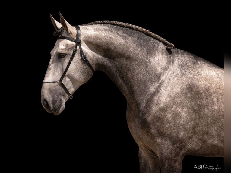 Lusitanos Hengst 5 Jahre 172 cm Schimmel in Lisbon