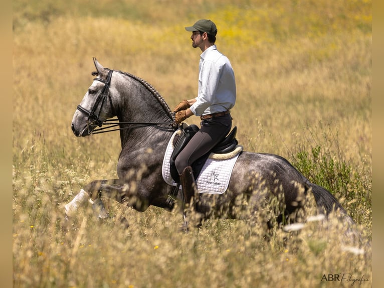 Lusitanos Hengst 5 Jahre 172 cm Schimmel in Lisbon