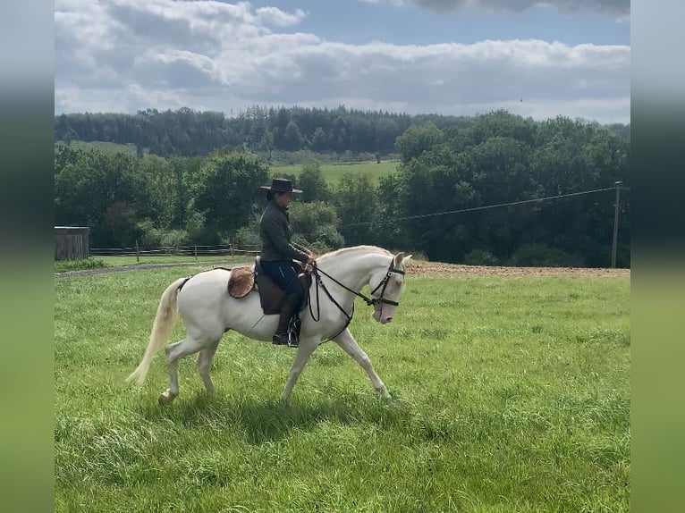 Lusitanos Hengst 6 Jahre 151 cm Cremello in Schöneberg
