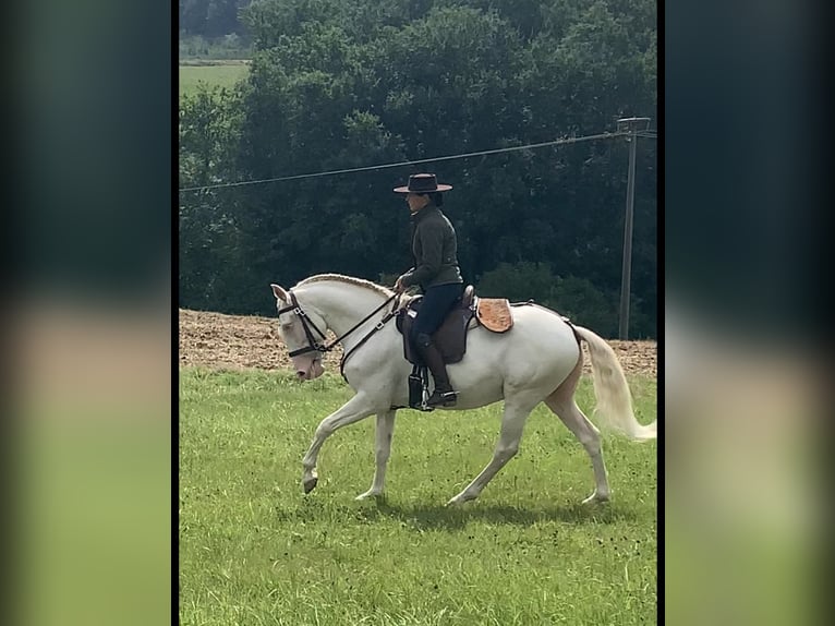 Lusitanos Hengst 6 Jahre 151 cm Cremello in Schöneberg