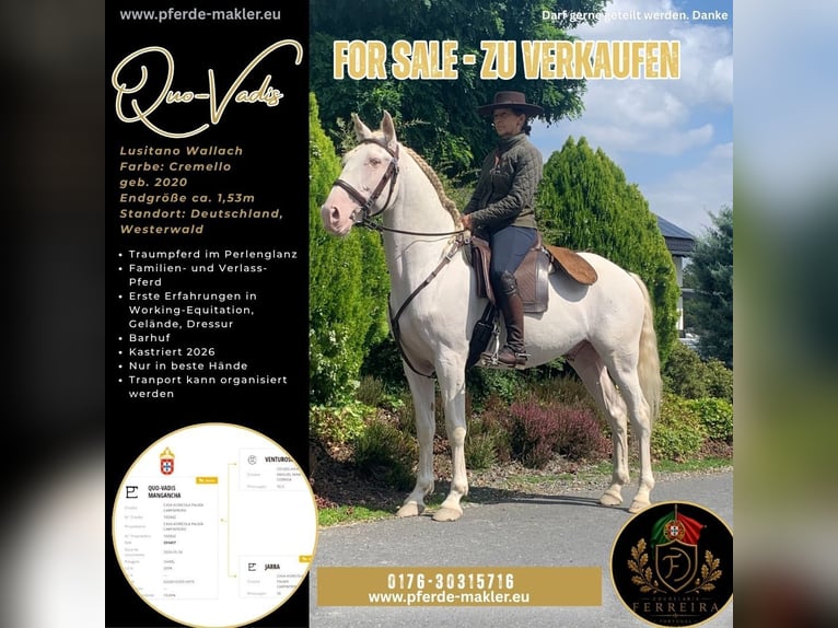 Lusitanos Hengst 6 Jahre 151 cm Cremello in Schöneberg