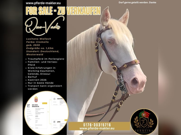 Lusitanos Hengst 6 Jahre 151 cm Cremello in Schöneberg