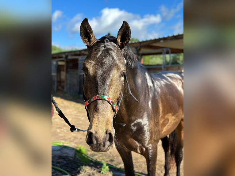Lusitanos Hengst 6 Jahre 155 cm Buckskin in Valencia