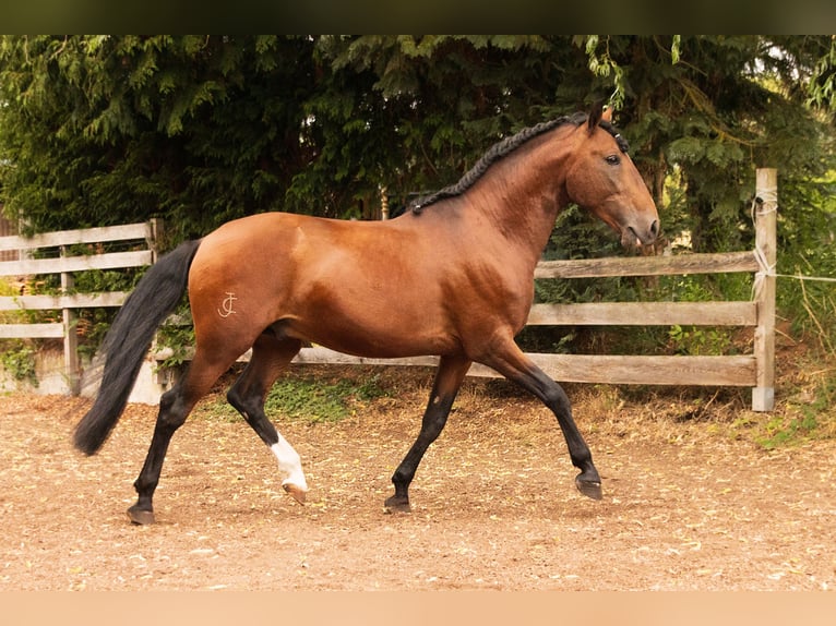 Lusitanos Hengst 6 Jahre 157 cm Brauner in Gerstungen