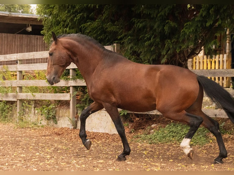 Lusitanos Hengst 6 Jahre 157 cm Brauner in Gerstungen