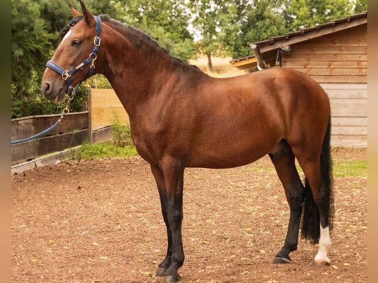 Lusitanos Hengst 6 Jahre 157 cm Brauner in Gerstungen