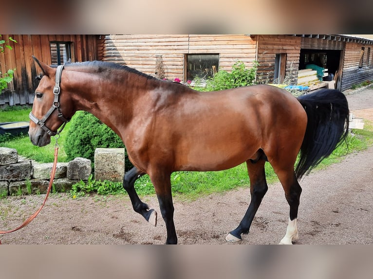 Lusitanos Hengst 6 Jahre 157 cm Brauner in Gerstungen