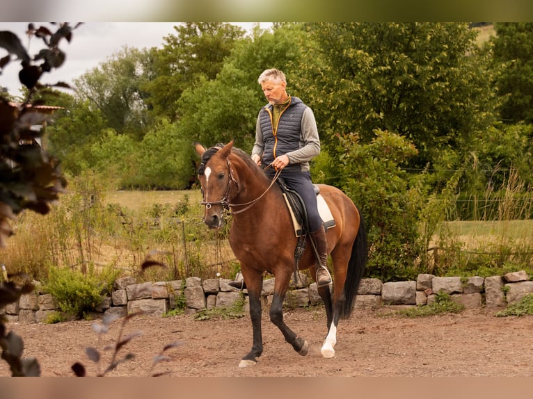 Lusitanos Hengst 6 Jahre 157 cm Brauner in Gerstungen