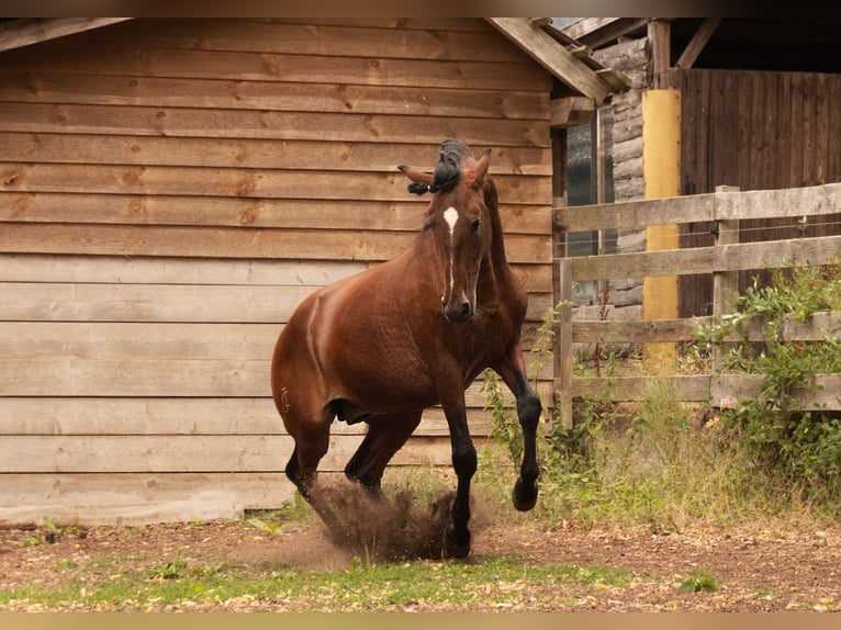 Lusitanos Hengst 6 Jahre 157 cm Brauner in Gerstungen