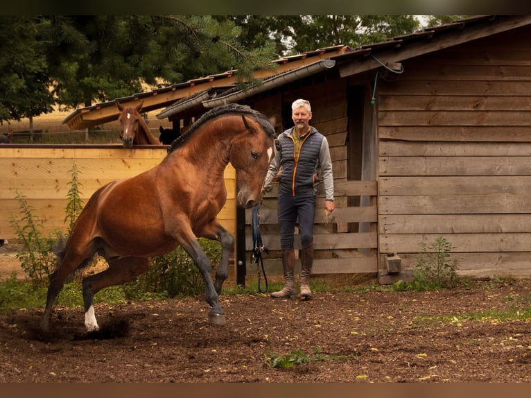 Lusitanos Hengst 6 Jahre 157 cm Brauner in Gerstungen