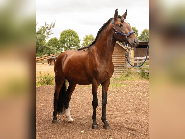 Lusitanos Hengst 6 Jahre 157 cm Brauner in Gerstungen