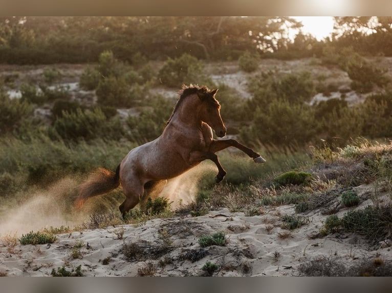 Lusitanos Mix Hengst 6 Jahre 158 cm Roan-Bay in Rio Maior