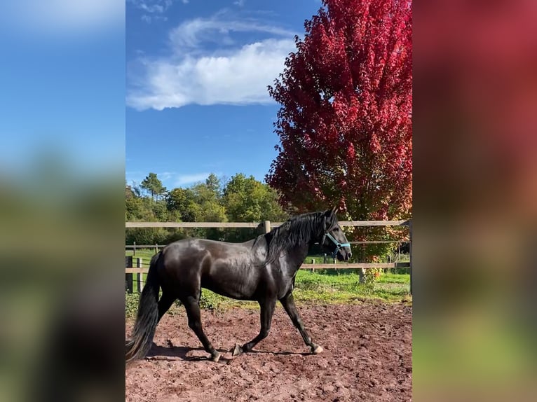 Lusitanos Hengst 6 Jahre 158 cm Schwarzbrauner in Saligny-sur-Roudon