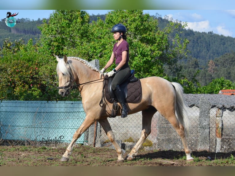 Lusitanos Hengst 6 Jahre 160 cm Pearl in Frankfurt am Main