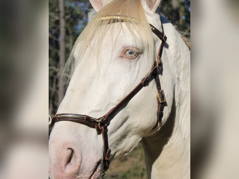 Lusitanos Hengst 6 Jahre 162 cm Champagne in Coimbra
