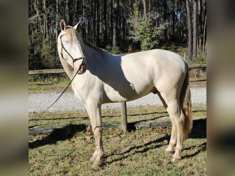 Lusitanos Hengst 6 Jahre 162 cm Champagne in Coimbra