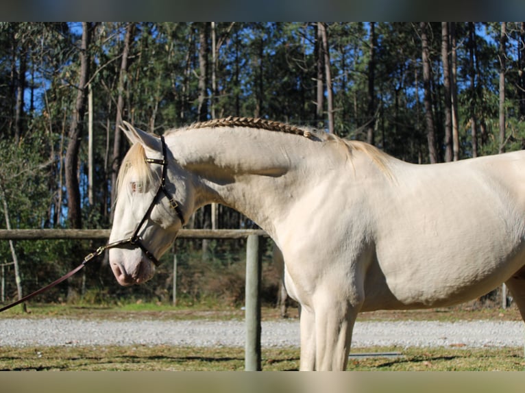 Lusitanos Hengst 6 Jahre 162 cm Champagne in Coimbra