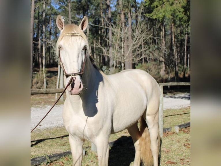 Lusitanos Hengst 6 Jahre 162 cm Champagne in Coimbra