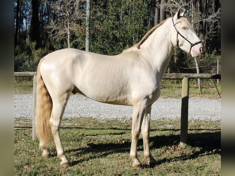 Lusitanos Hengst 6 Jahre 162 cm Champagne in Coimbra