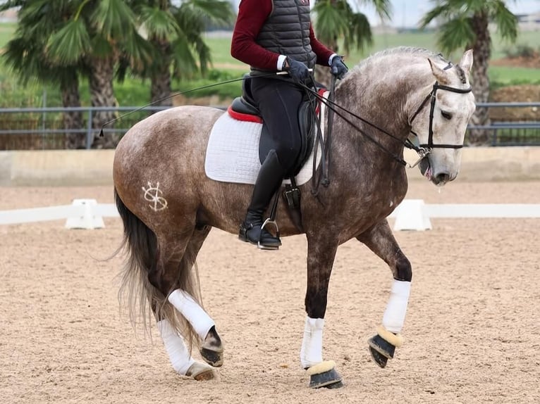 Lusitanos Hengst 6 Jahre 162 cm Schimmel in Navas Del Madroño