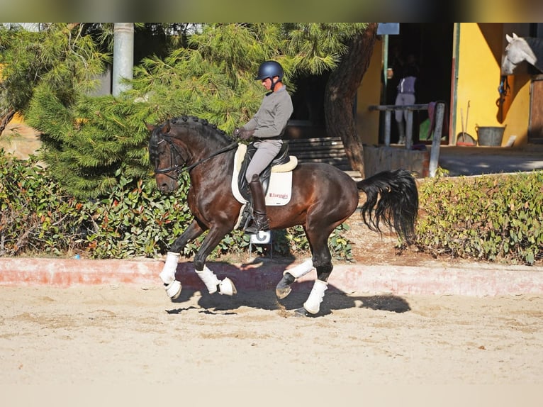 Lusitanos Hengst 6 Jahre 163 cm Dunkelbrauner in Madrid