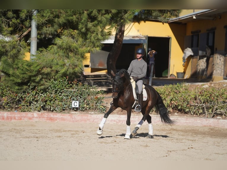 Lusitanos Hengst 6 Jahre 163 cm Dunkelbrauner in Madrid