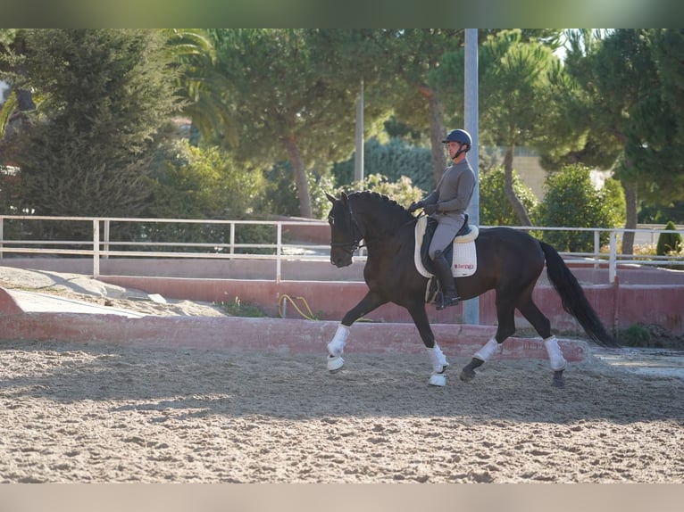 Lusitanos Hengst 6 Jahre 163 cm Dunkelbrauner in Madrid