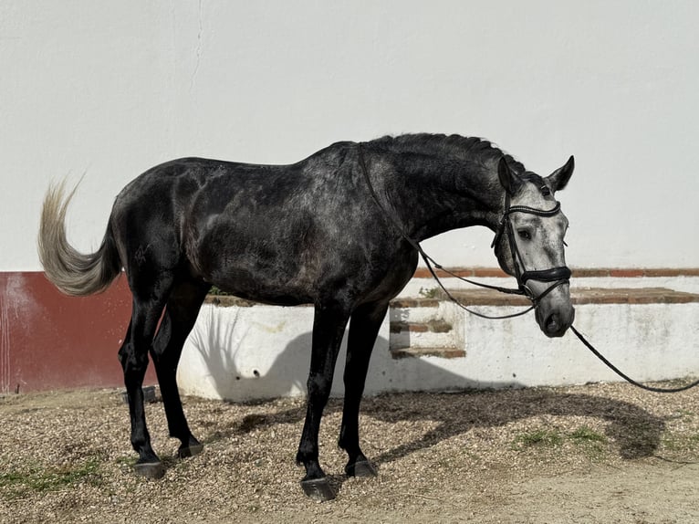 Lusitanos Hengst 6 Jahre 165 cm Schimmel in Coruche